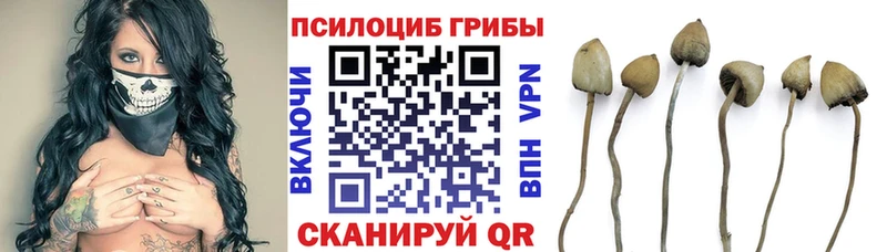 Купить закладки  Тольятти  Галлюциногенные грибы Psilocybe 